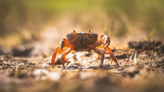 woman-eats-live-crabs-internet-left-in-disgust-wants-to-unsee-viral-video-watch